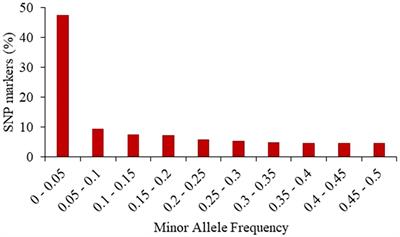 Molecular characterization of doubled haploid lines derived from different cycles of the Iowa Stiff Stalk Synthetic (BSSS) maize population